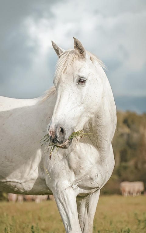 White horse eating while waiting.